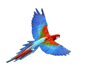 bird removed from background